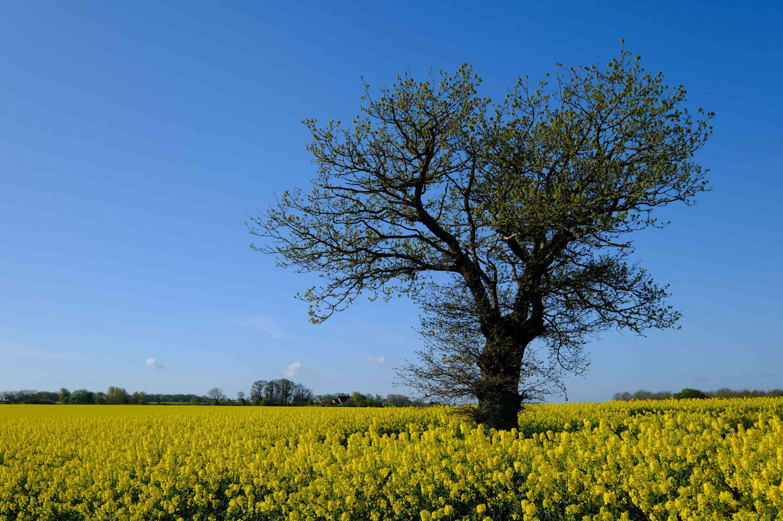 Untitled — tree, rapeseed